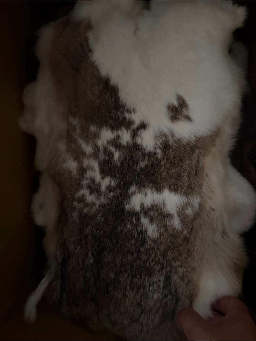 C0029 rabbit pelts - Pair